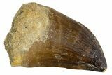 Fossil Prognathodontid Mosasaur Tooth - Morocco #345118-1